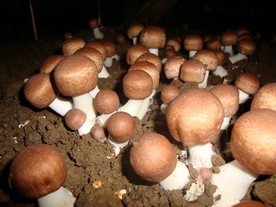 蘑菇高产栽培技术